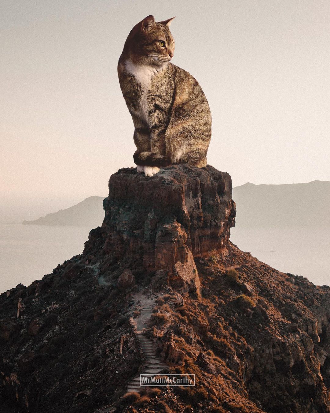 Artist Matt Mccarthy Uses Photoshop To Create Surreal Giant Cat