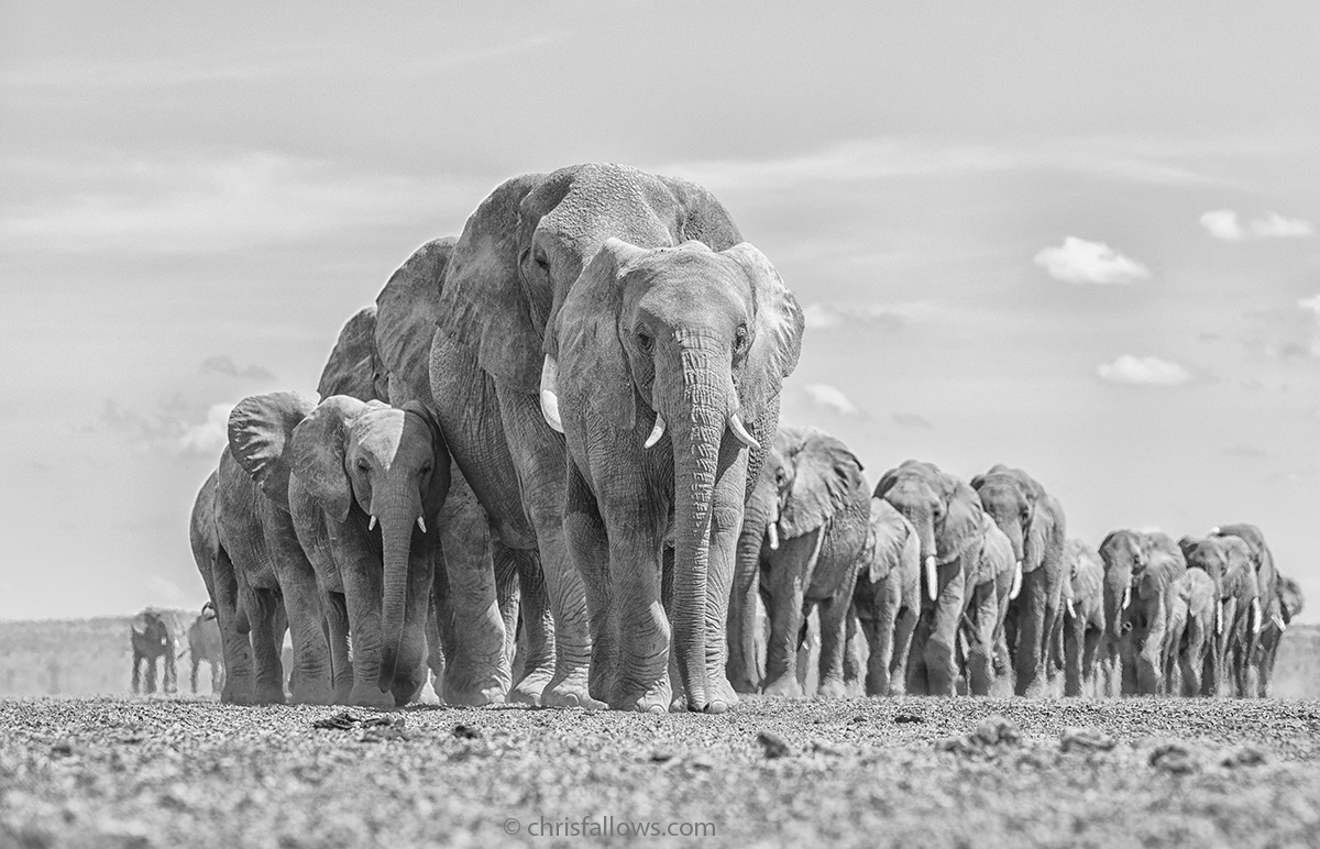 Black and White Photography of Elephants