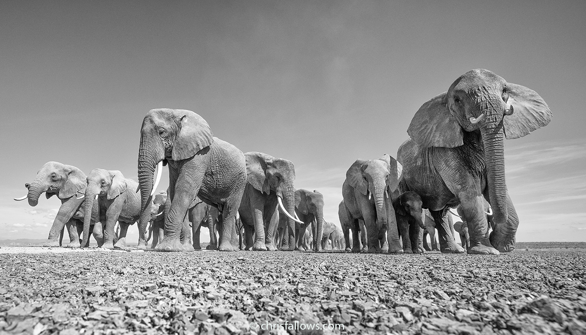 Wildlife Elephant Photography by Chris Fallows
