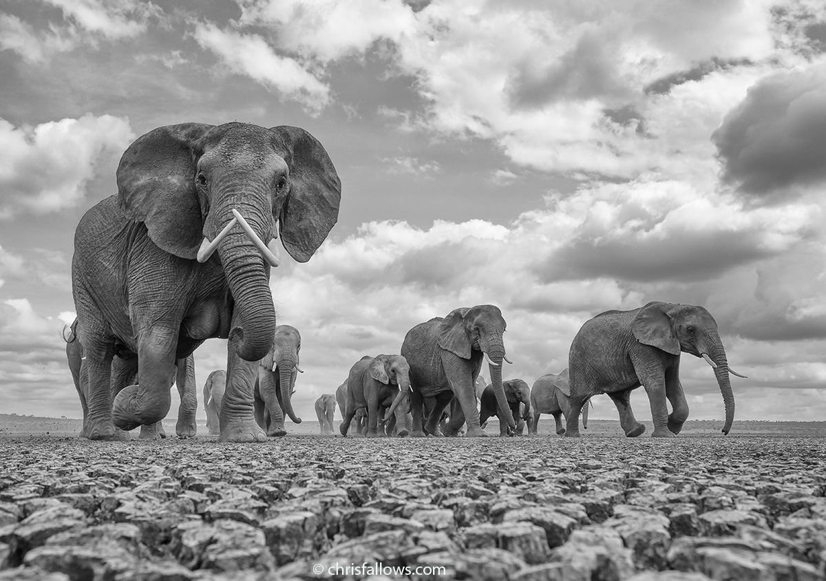 Wildlife Elephant Photography by Chris Fallows
