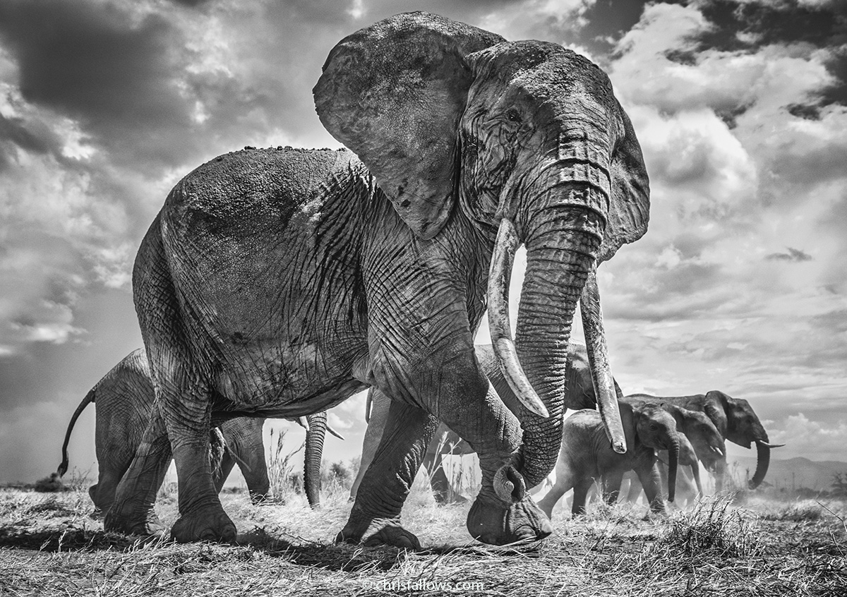Black and White Photography of Elephants by Chris Fallows