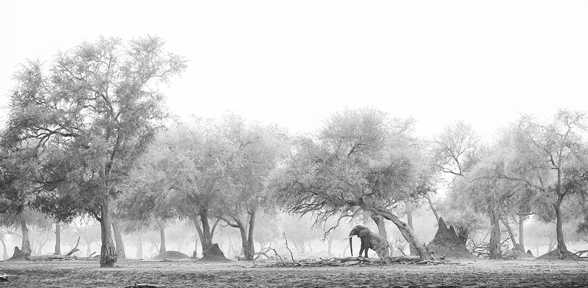 Black and White Photography of Elephants by Chris Fallows