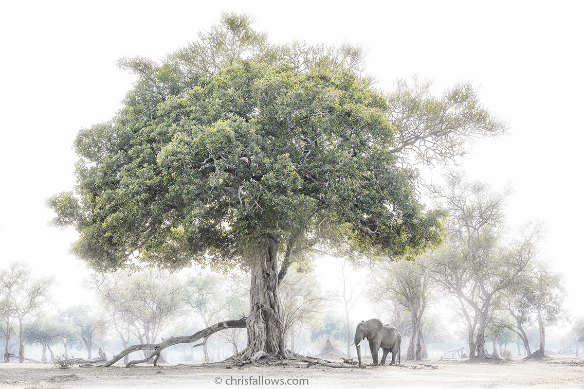 African Elephant Photography