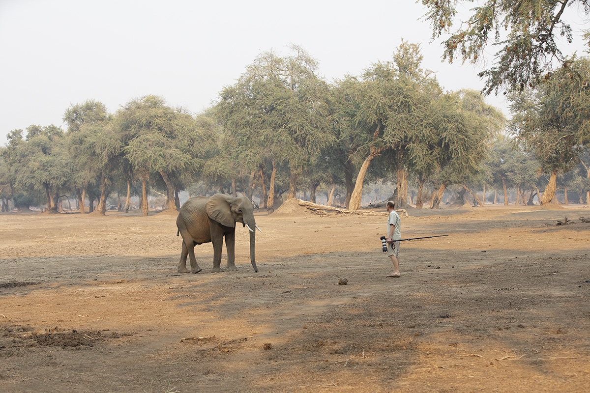 African Elephant Photography