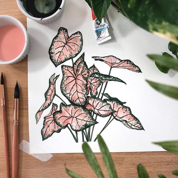 Plant Illustrations by Rosa F