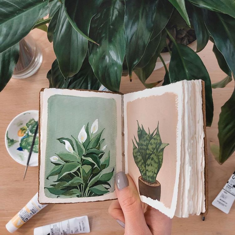 Plant Illustrations by Rosa F