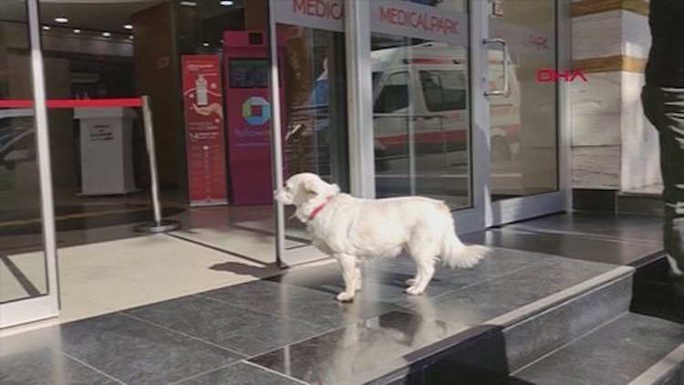 Loyal Dog Waits Outside Hospital For Sick Owner