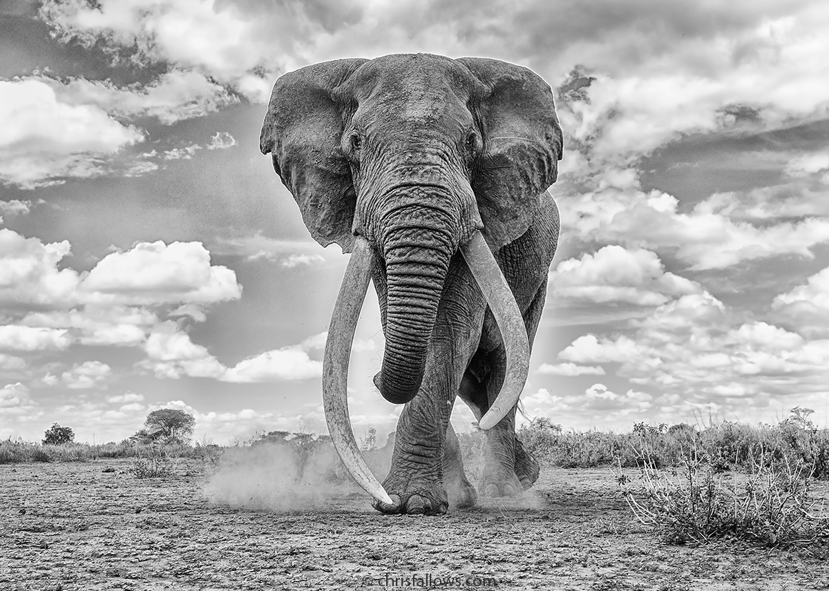 Black and White Photography of Elephants by Chris Fallows