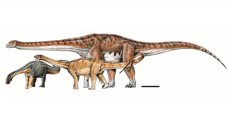 New Titanosaurus Patagonia