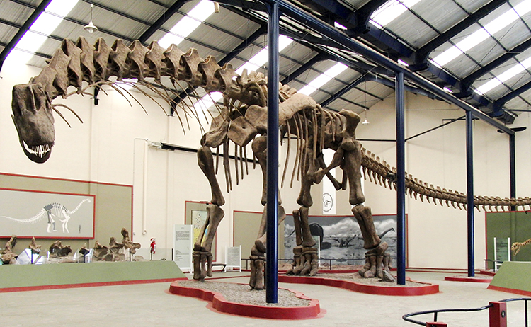 Argentinosaurus Fossil Recreated