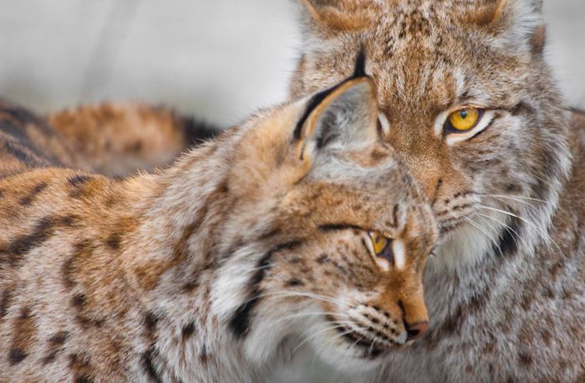 Photograph of Affectionate Animals by Goran Anastasovski