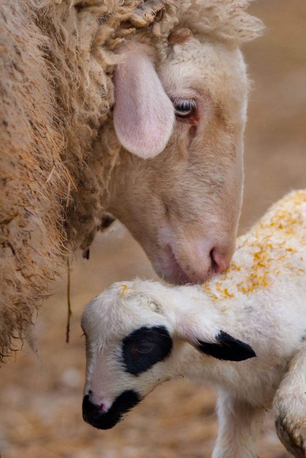 Photograph of Affectionate Animals by Goran Anastasovski