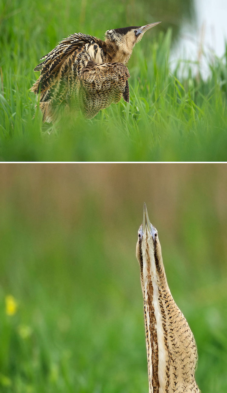 Straight-On Bird Photos