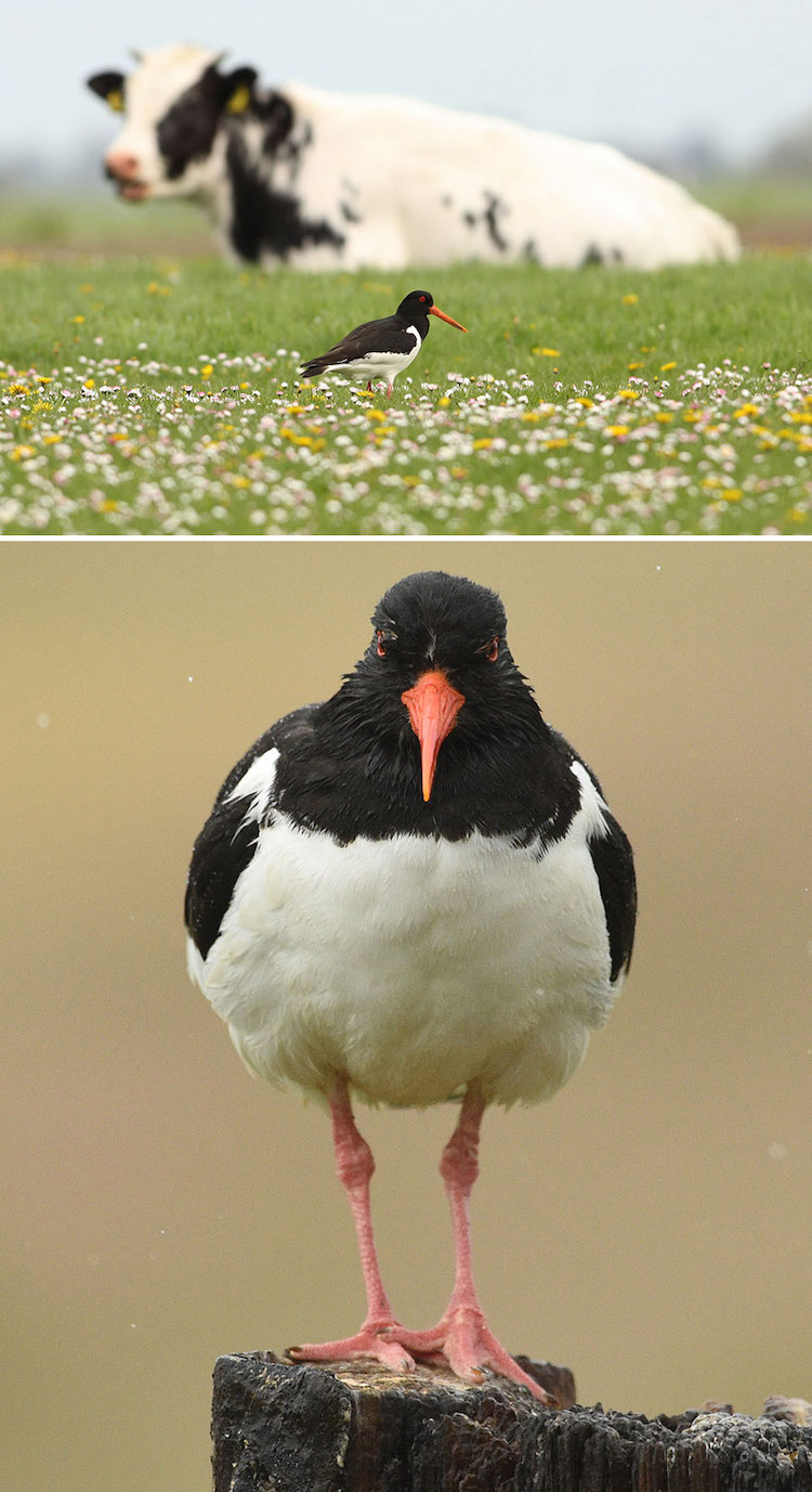 Wildlife Bird Photos
