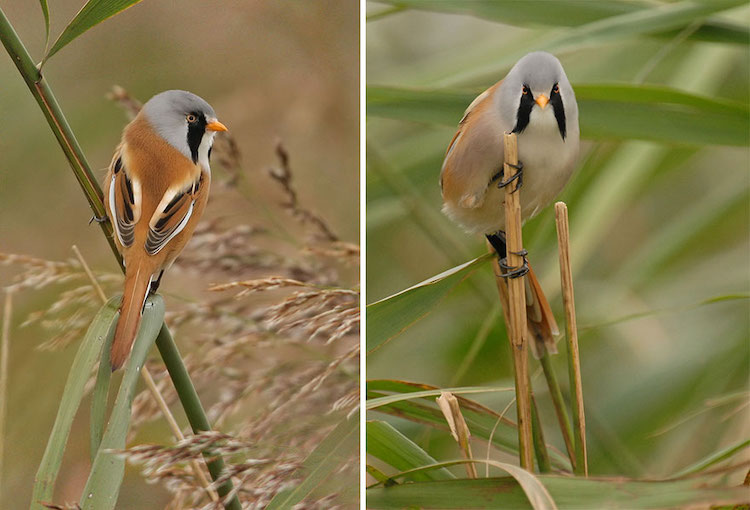 Wildlife Bird Photos