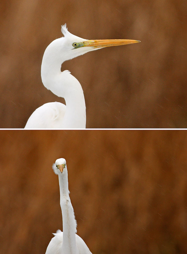 Straight-On Bird Photos