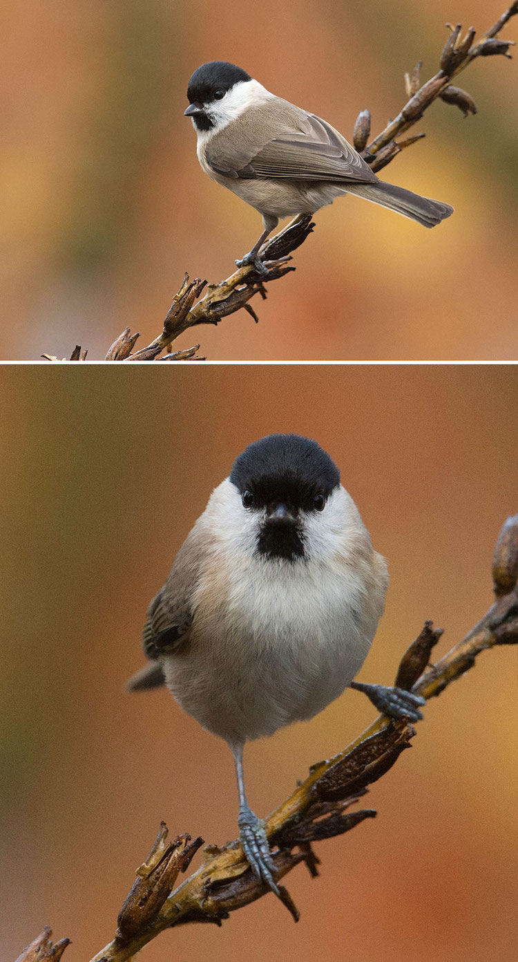 Straight-On Bird Photos