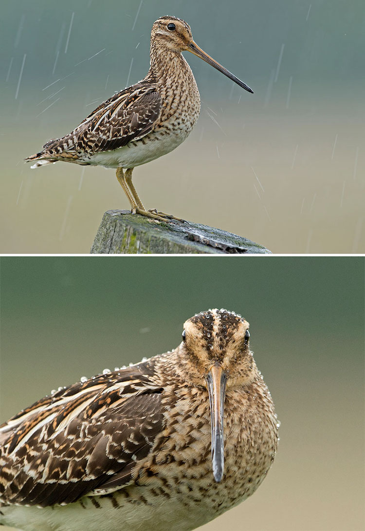 Wildlife Bird Photos