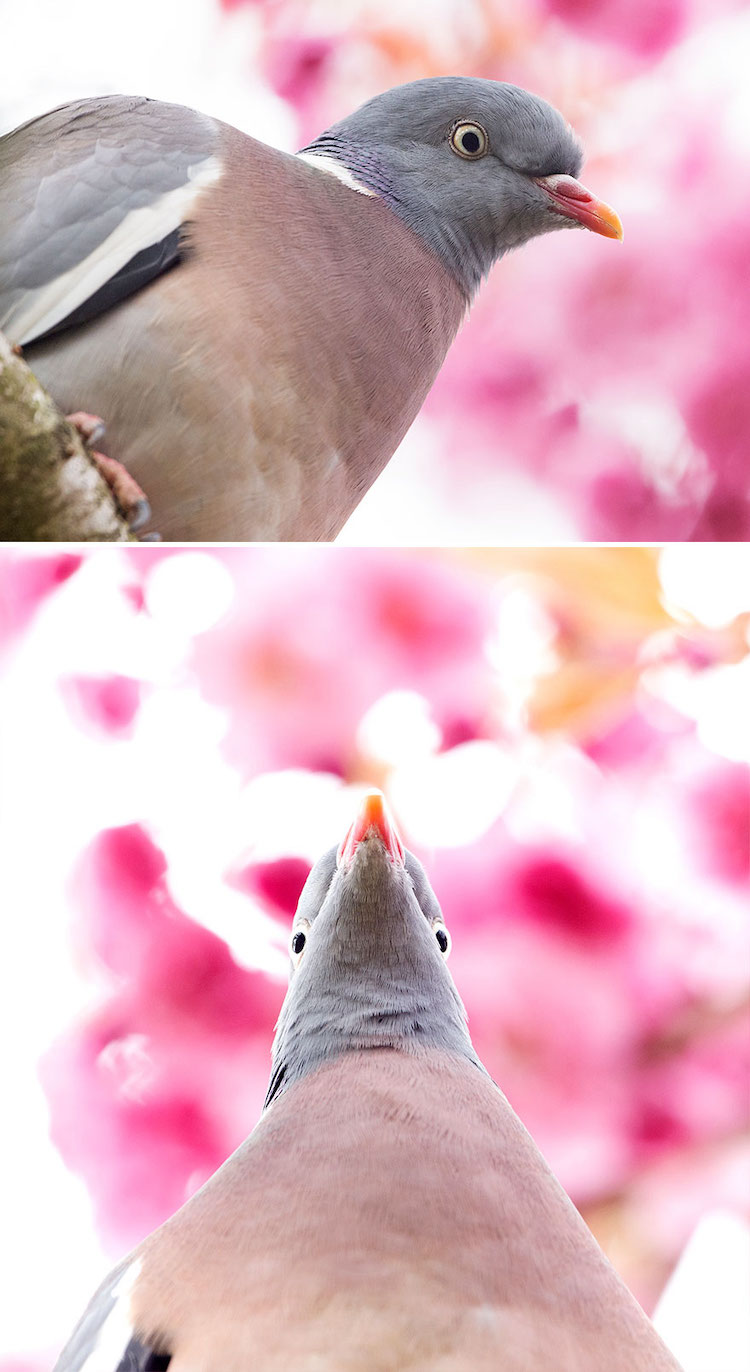 Straight-On Bird Photos
