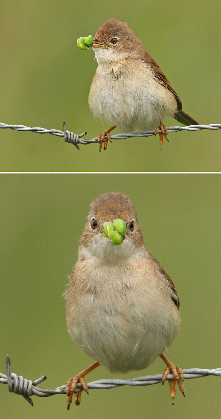 Wildlife Bird Photos