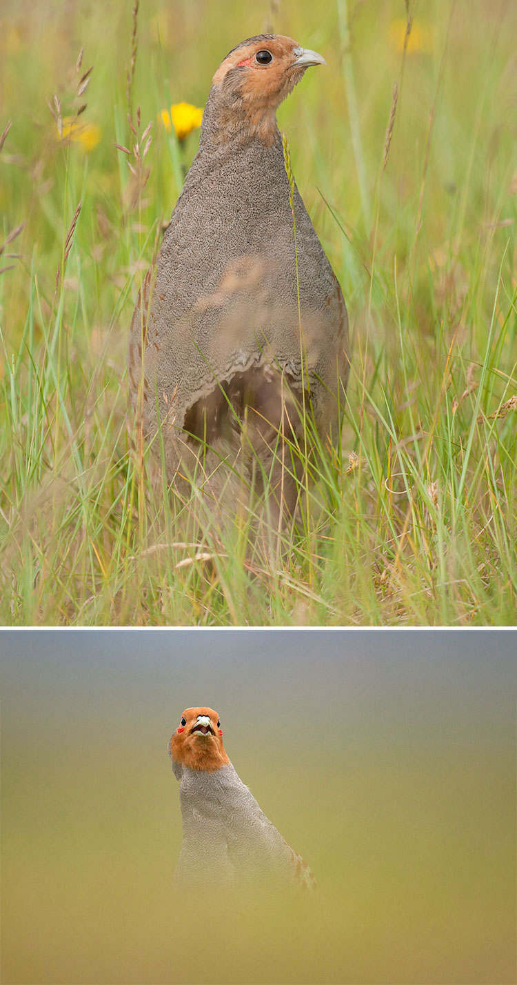 Wildlife Bird Photos