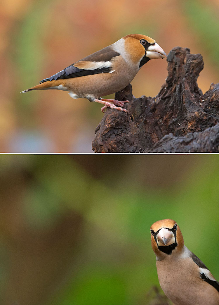 Wildlife Bird Photos