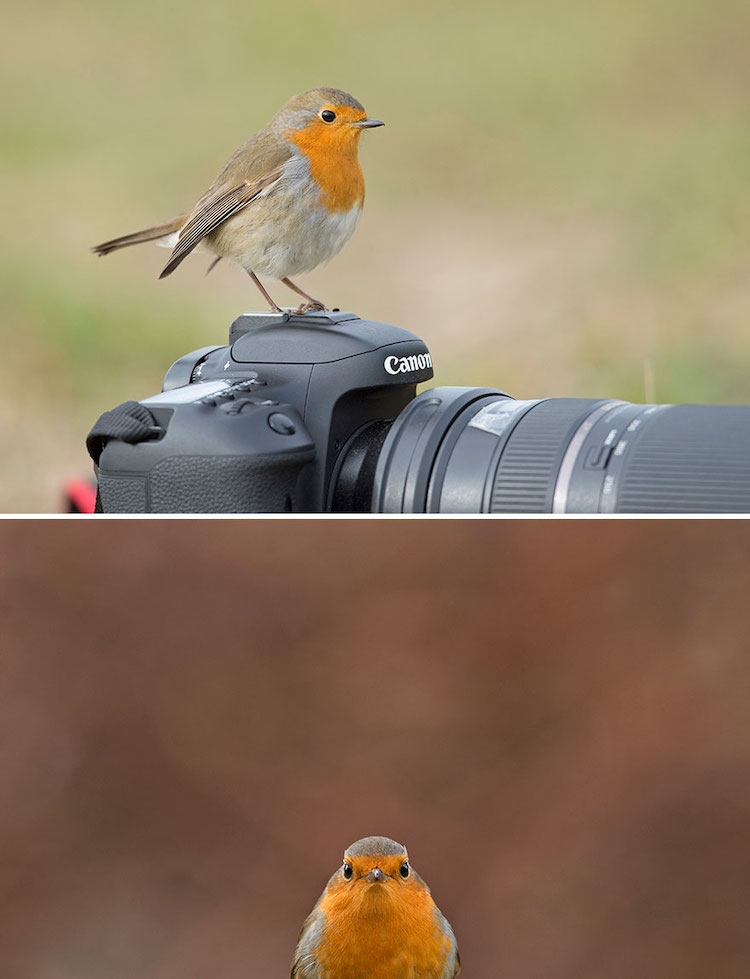 Wildlife Bird Photos