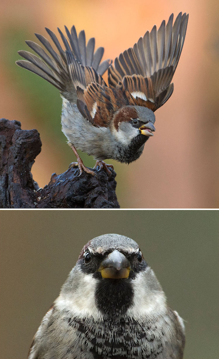 Wildlife Bird Photos