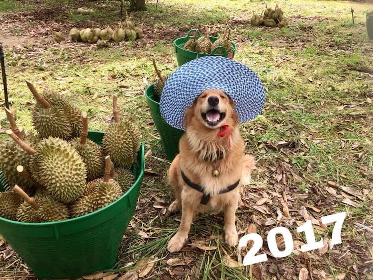 JubjiJubjib the Golden Retriever Durian Harvest Dog in Thailandb the Golden Retreiver Durian Harvest Dog in Thailand
