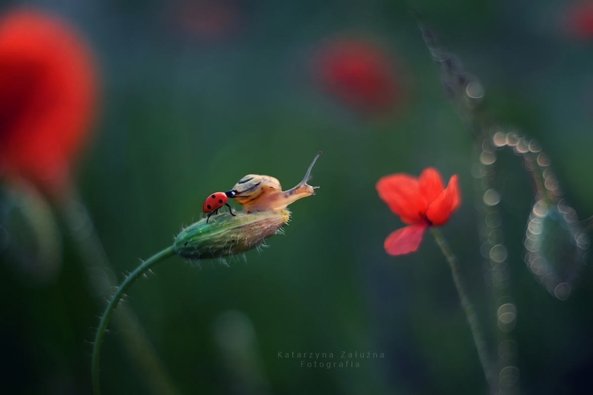 Macro Photography With Snail