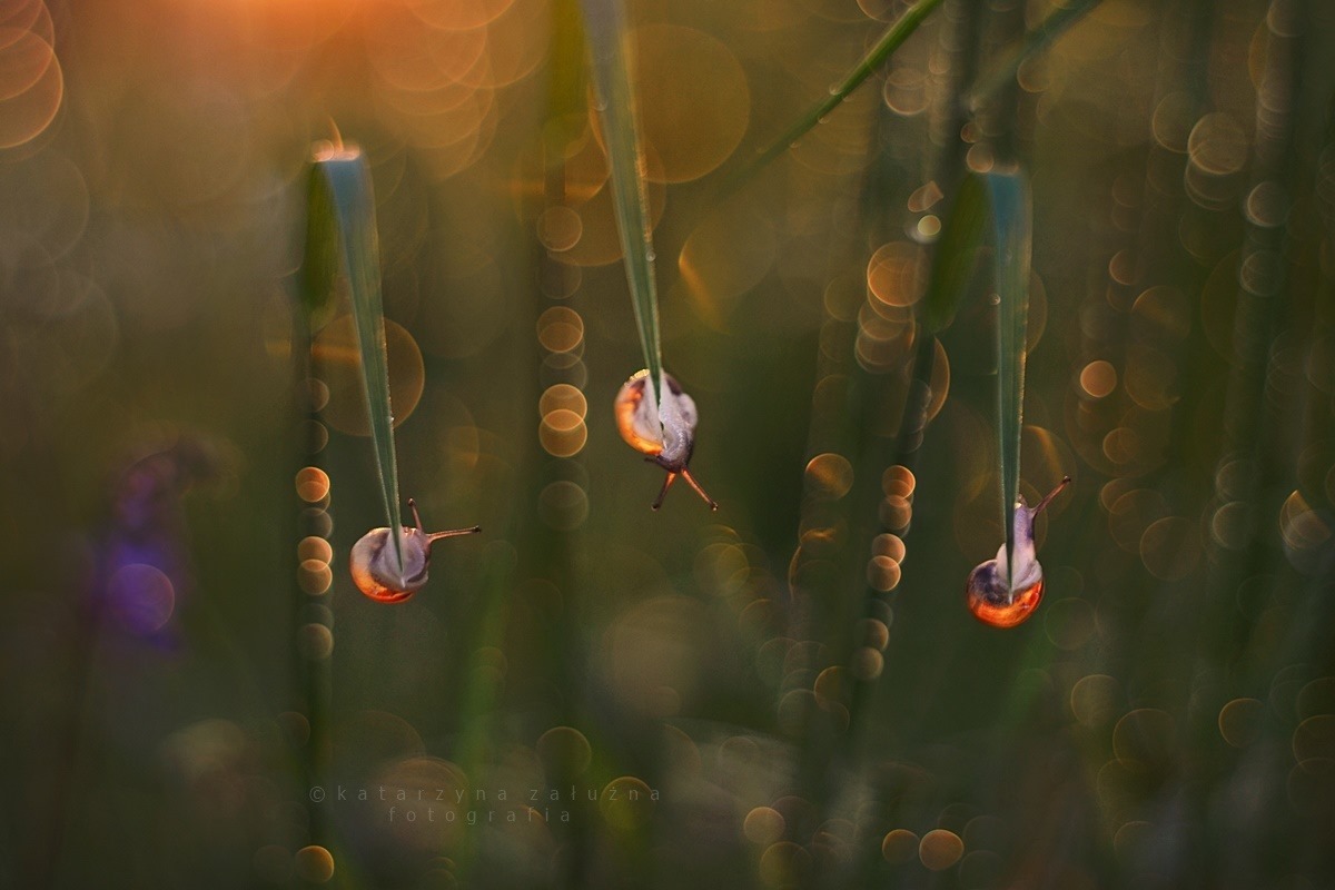Bokeh Photography of Snails