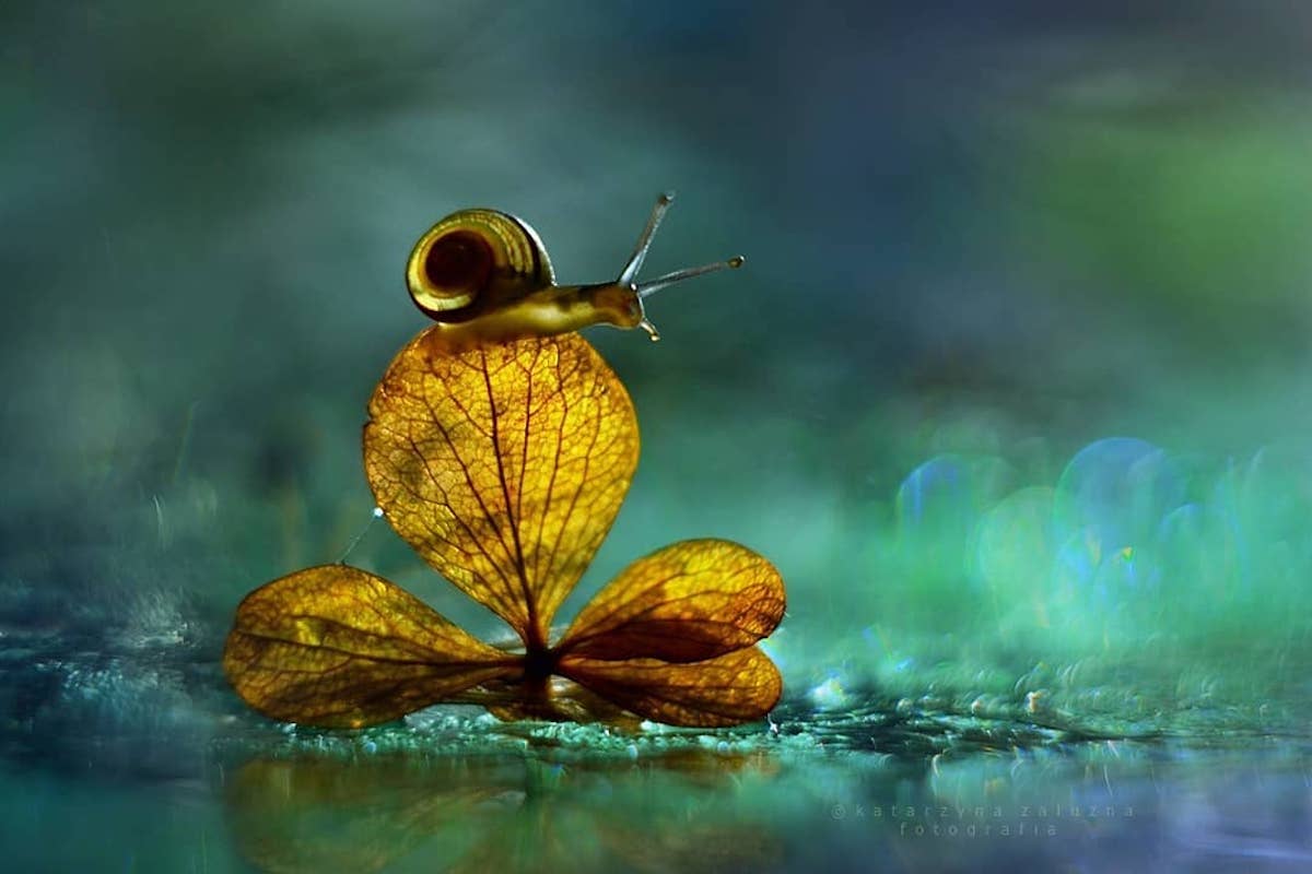 Snail Photography Using Bokeh Effect