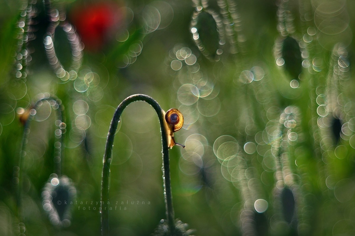 Bokeh Effect Photography With Snail