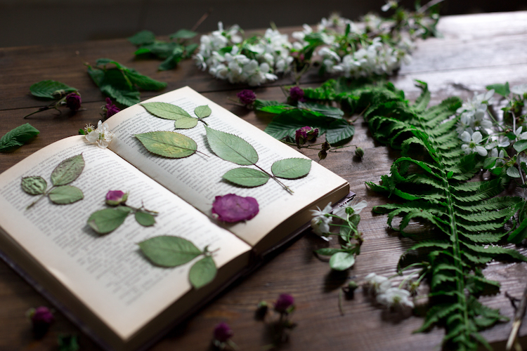 Press Flowers Using a Book