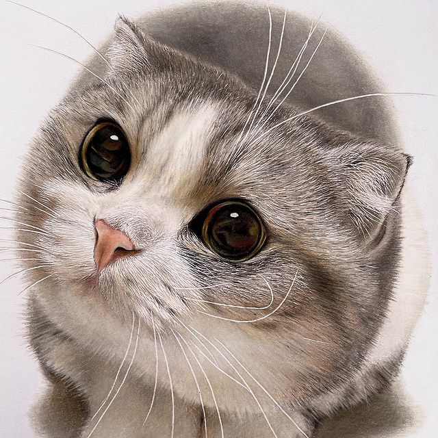 Hyperrealistic Cat Drawings by Haruki Kudo