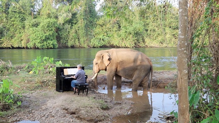 Pianist Paul Barton Plays Classical Music For Rescue Elephant In Thailand