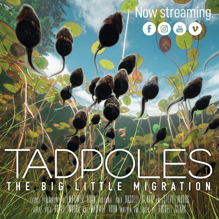 Tadpoles: The Big Little Migration Documentary by Maxwel Hohn