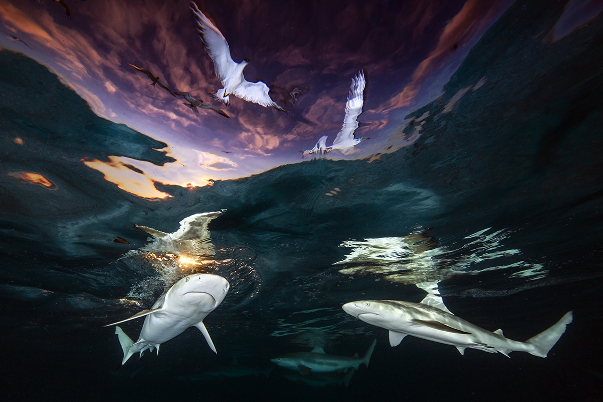 Underwater Photographer of the Year 2021 Award Winners Renee Capozzola Reef Sharks