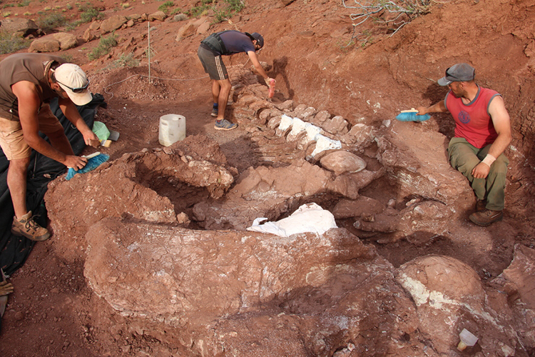 Titanosaur Dinosaur Fossil Argentina Largest Land Animal Ever