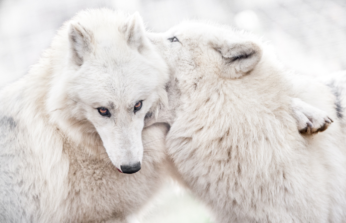 Photograph of Affectionate Animals by Goran Anastasovski