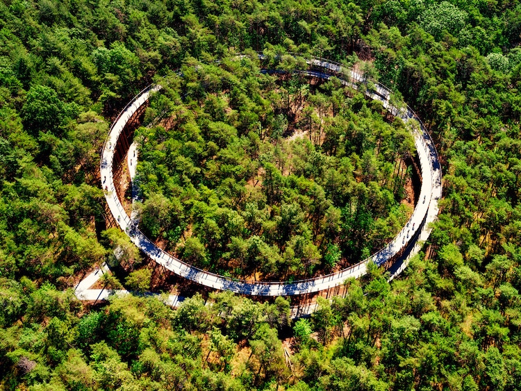 You Can Cycle Among the Tree Tops in This Raised Bike Path in a Belgian Forest