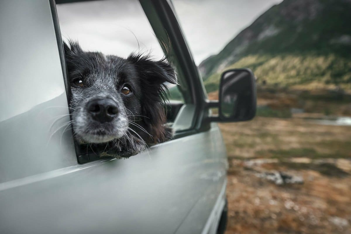Travel Photography With Dogs by Anne Geier
