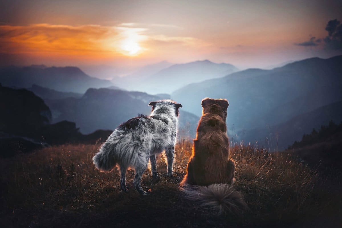 Dog Photography With Beautiful Landscape
