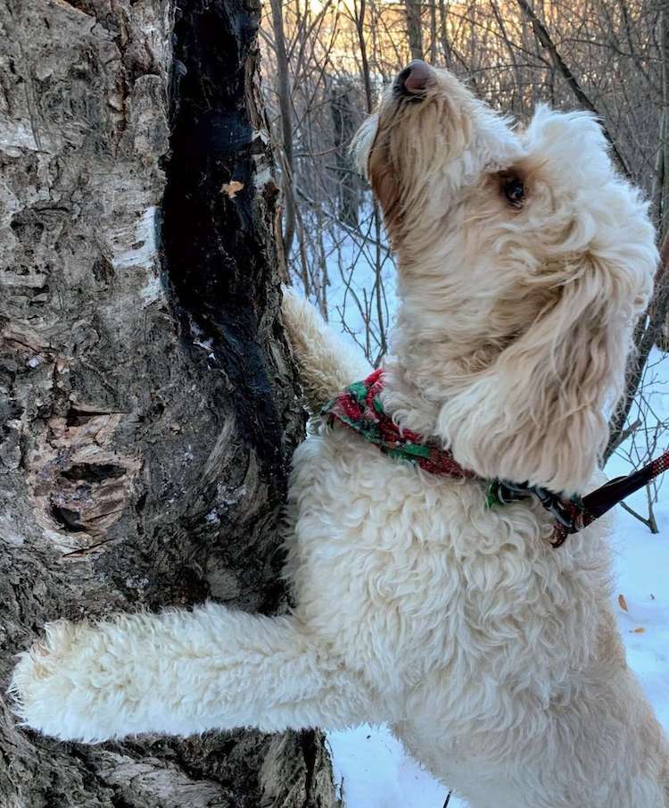  Stick Library for Dogs Doodles of Saskatoon