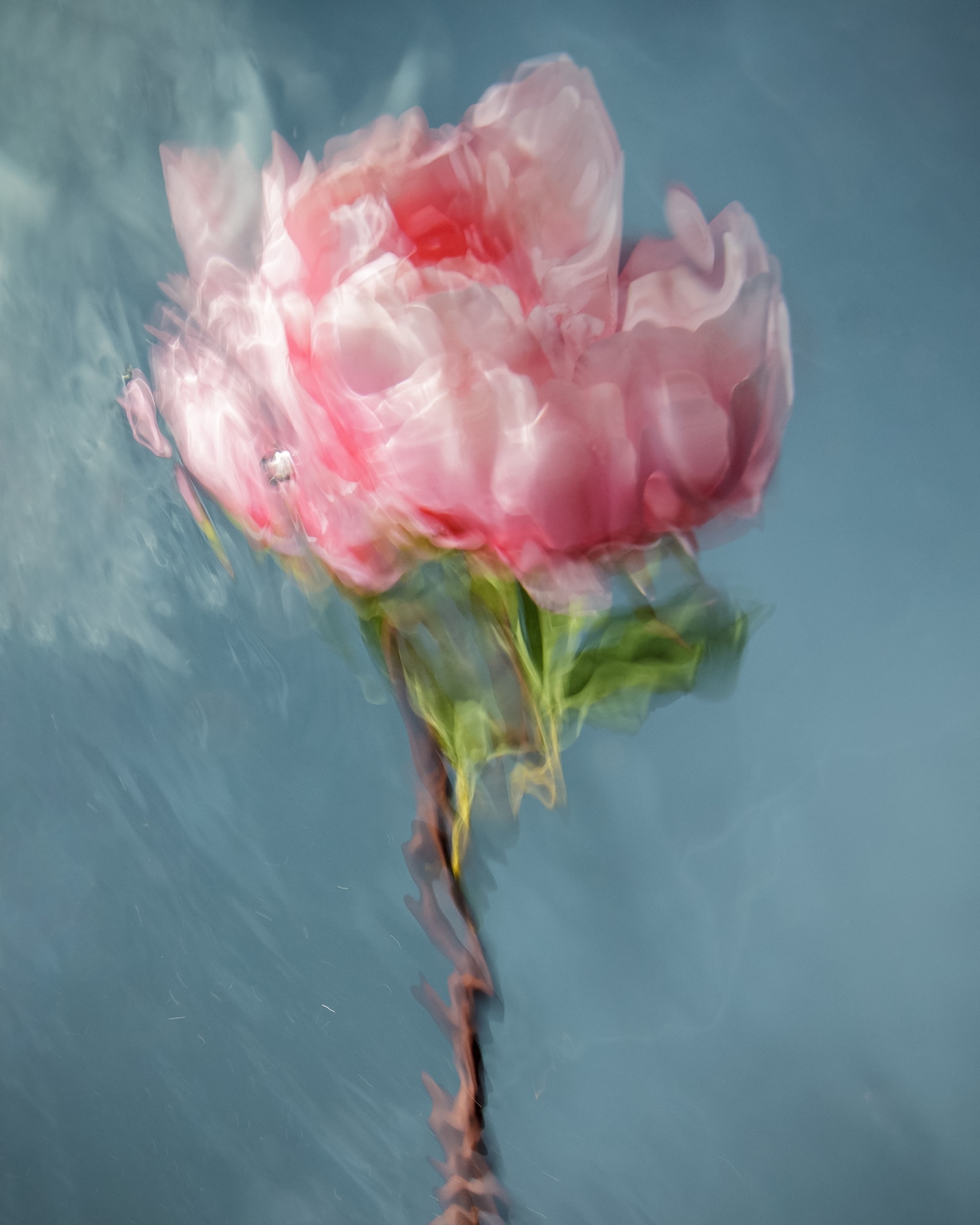 Underwater Flower Photographs by Barbara Cole