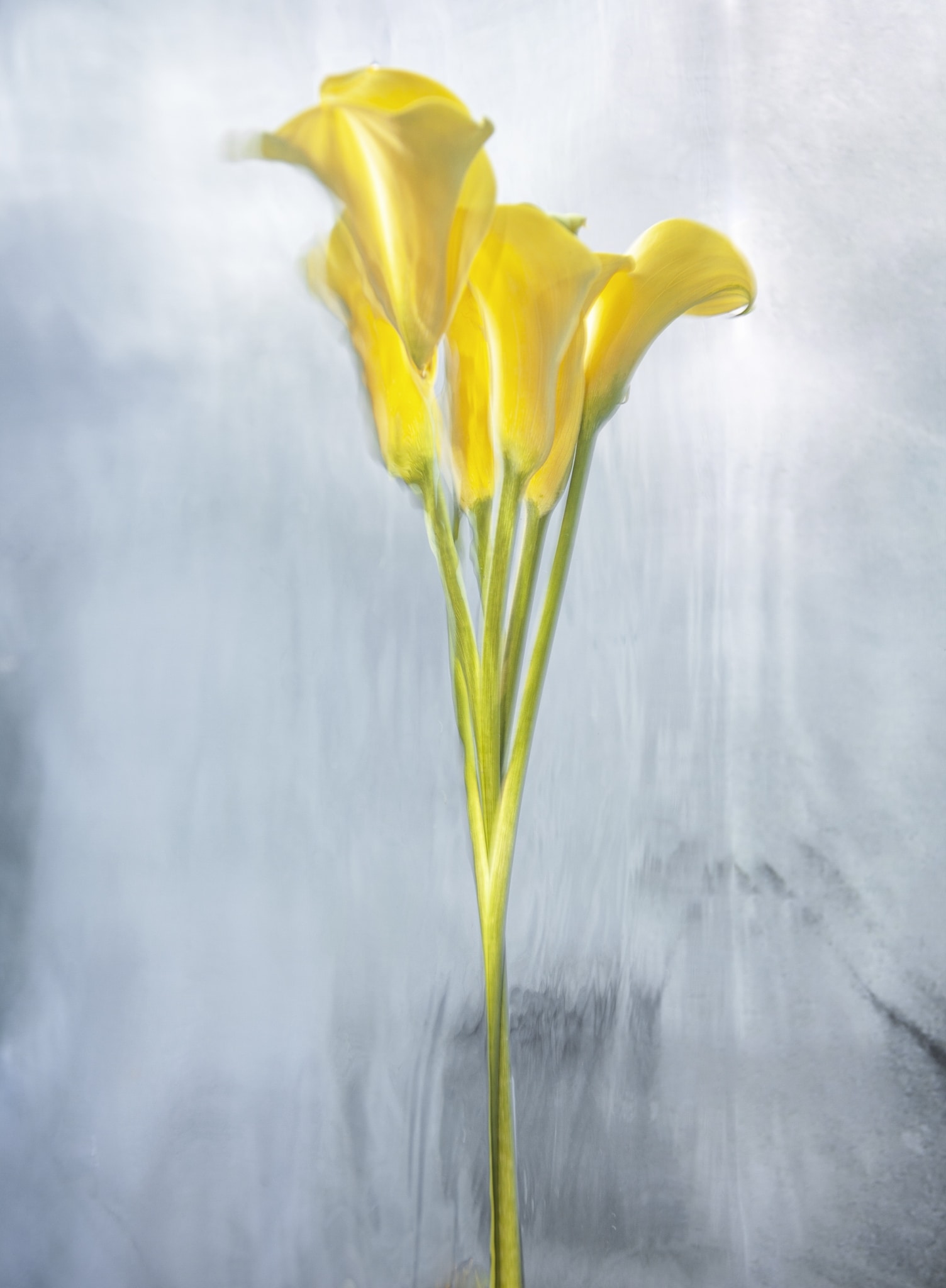Underwater Flower Photographs by Barbara Cole