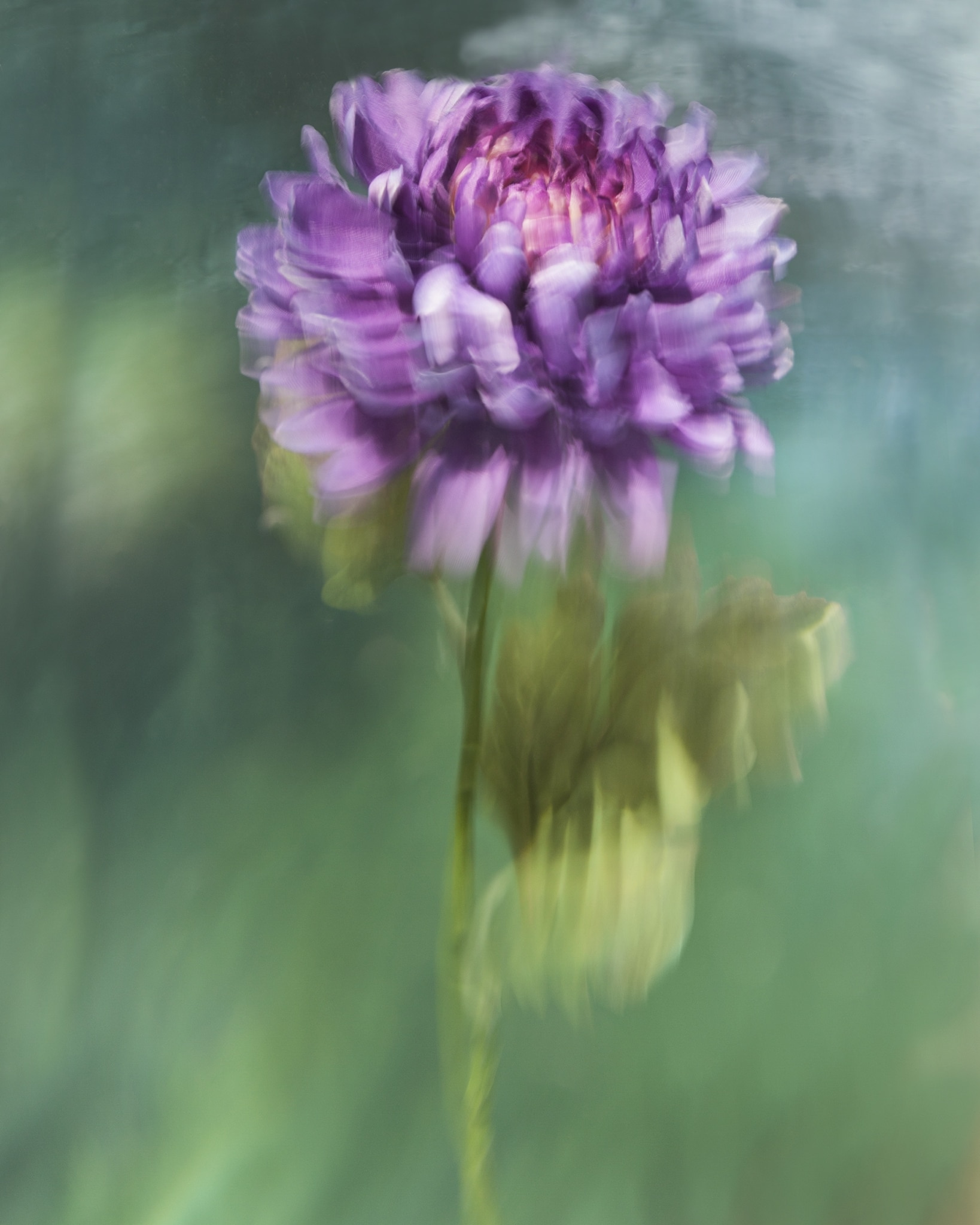 Underwater Flower Photographs by Barbara Cole