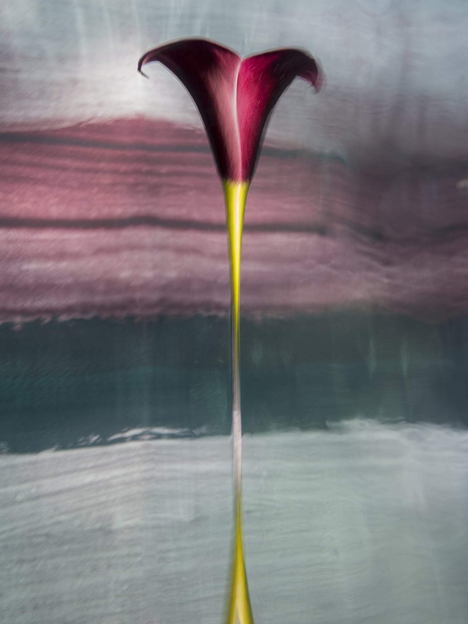 Underwater Flower Photographs by Barbara Cole