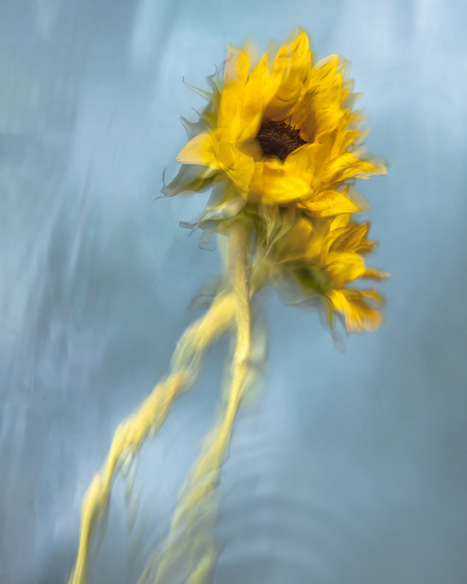 Underwater Flower Photographs by Barbara Cole