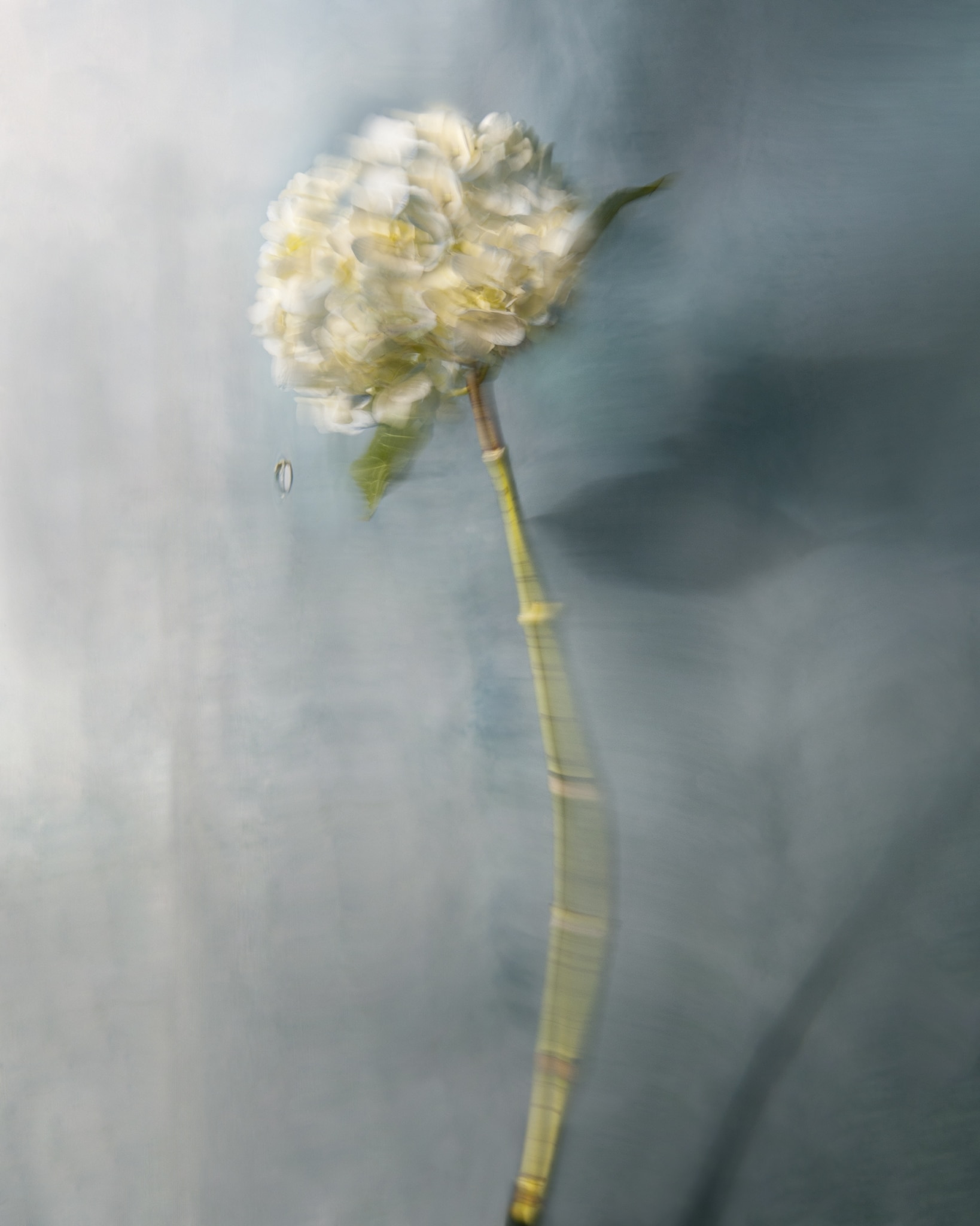 Underwater Flower Photographs by Barbara Cole